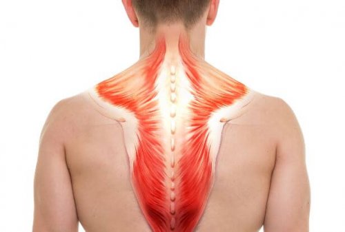 anatomi af den øvre ryg