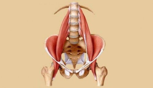 anatomisk billede af psoas-musklerne