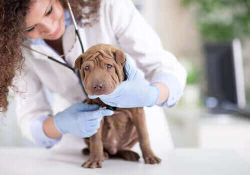 hund ved dyrlæge