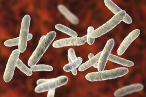 Alt hvad du bør vide om mikrobiota