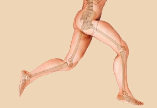 anatomisk tegning af ben