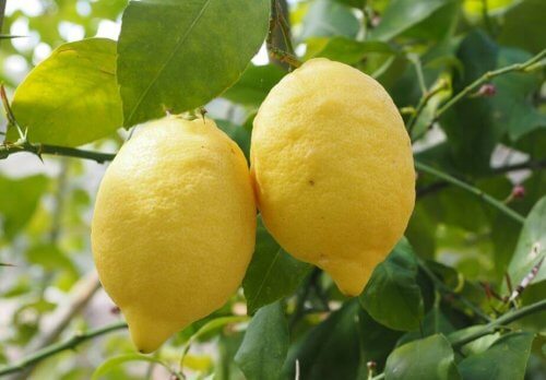 Zitrone gegen Allergien