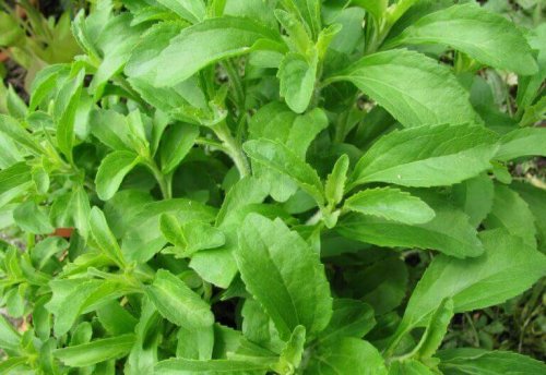 Stevia - Pflanze