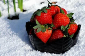 Une barquette de fraises dans la neige.