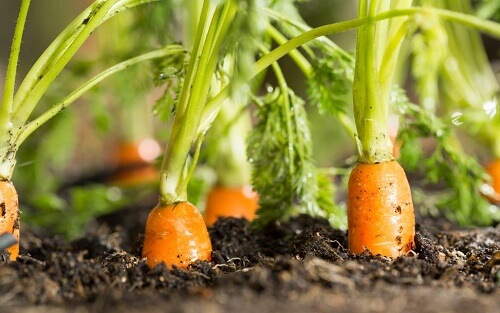 Delle carote affiorano dal terreno coltivato