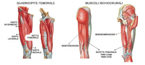 Schema dei muscoli quadricipiti
