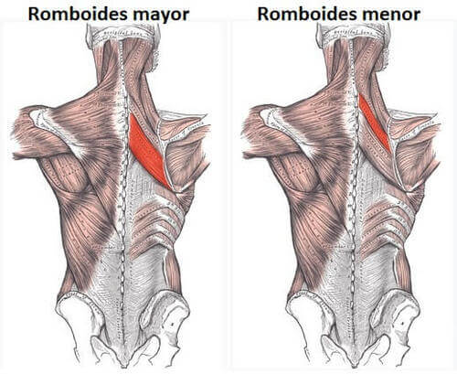 Anatomia dei muscoli romboidi