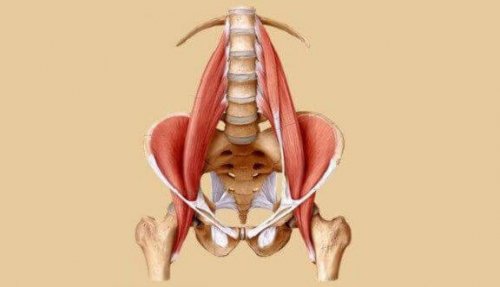 Psoasmusklene: De beste treningsøktene for disse viktige musklene