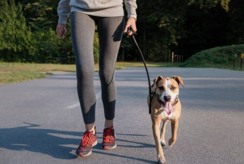 kvinne jogger med hunden sin