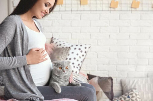 Toksoplasmose i løpet av graviditeten: slik påvirkes du