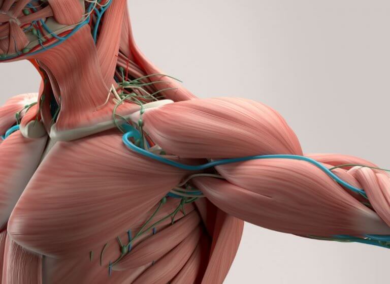 model mięśni 3D