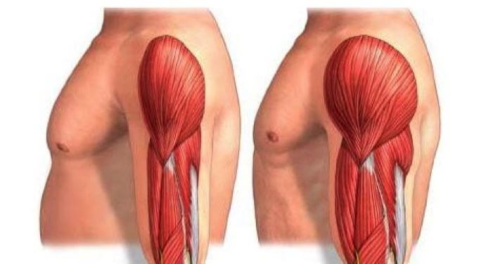 Przekrój mięśni ramienia - hipertrofia mięśniowa