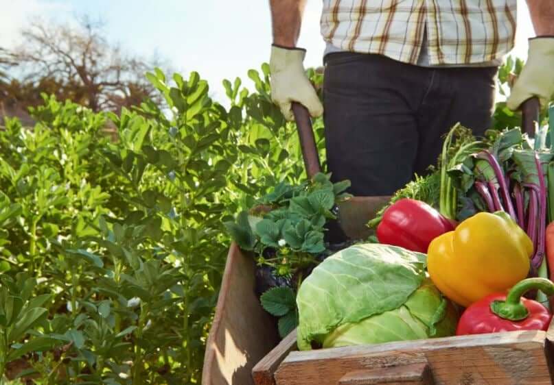 Zbieranie warzyw z ogrodu w taczce