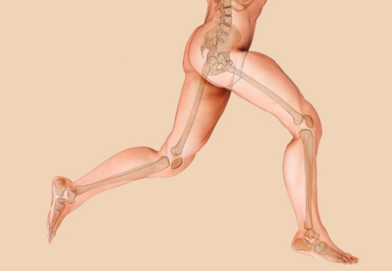 Figura da anatomia humana mostrando os ossos 