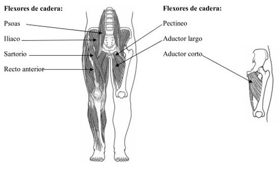 Flexores do quadril, músculos abdominais?