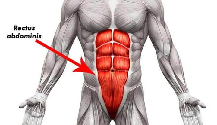 Qual a função dos músculos abdominais?