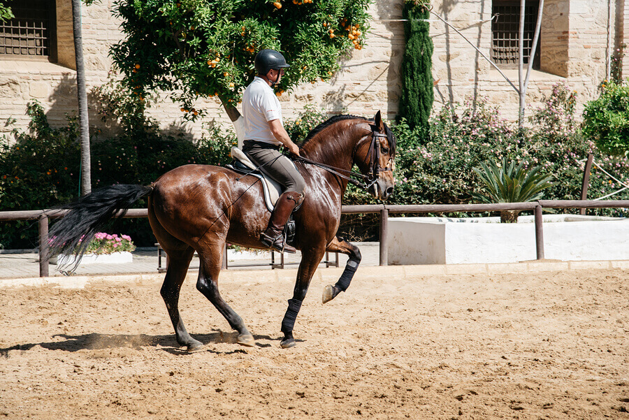 Esporte com cavalo
