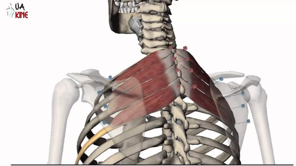 Músculos das costas intermediários