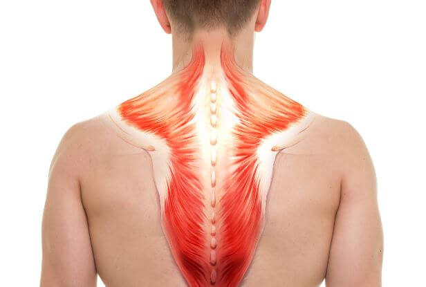 Músculos superficiais das costas