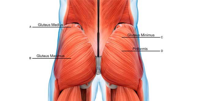 Anatomia dos músculos dos glúteos
