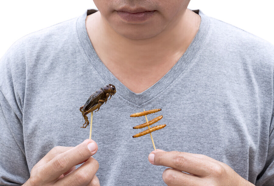 Comer insetos pode ser uma necessidade no futuro devido à escassez de alimentos.