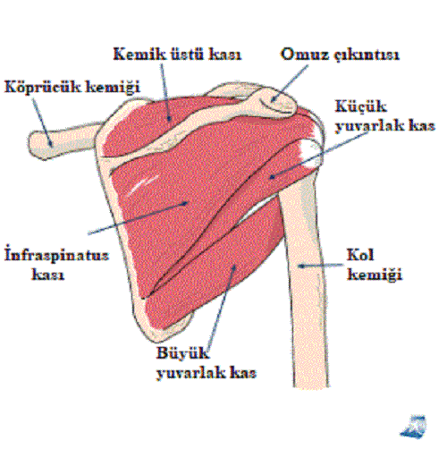 omuz anatomisi