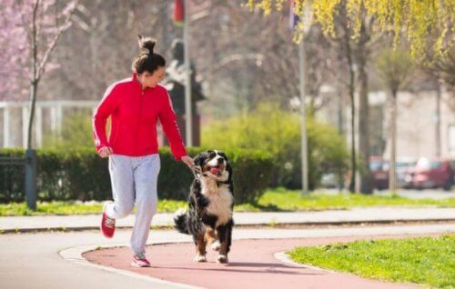 koşu parkurunda köpeği ile koşan gri eşofmanlı kadın