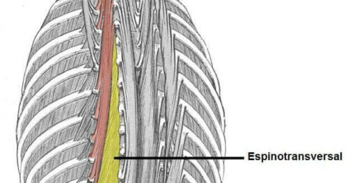 Enine spinal yapı