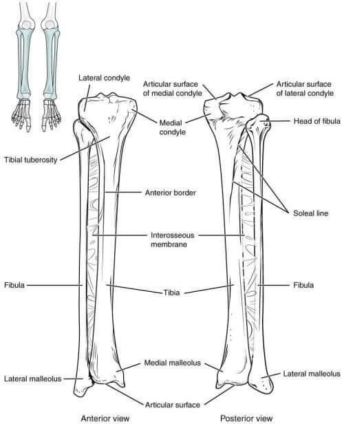 ayak bileği kırığı anatomi 