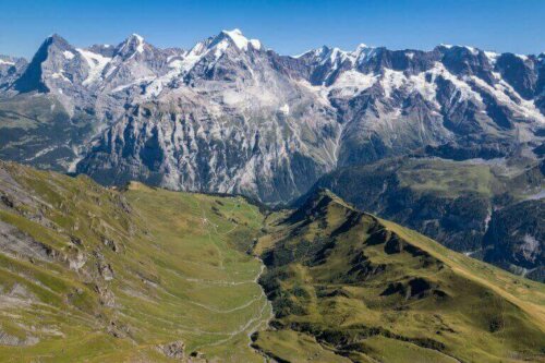 Bernese Alpleri.