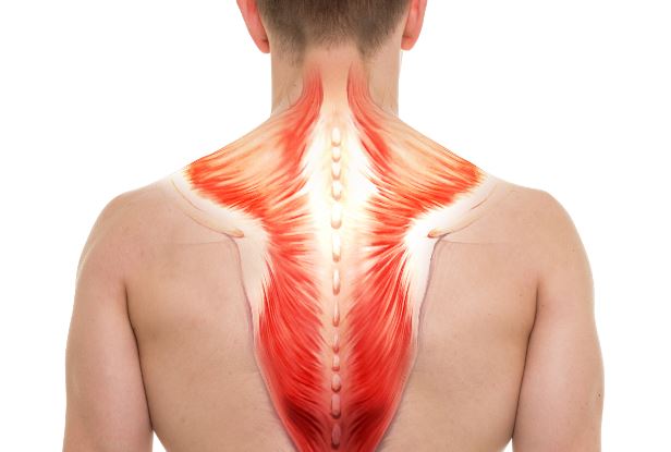 forgotten muscle groups