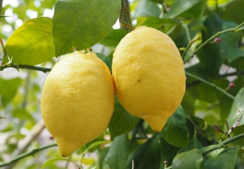 Two lemons hanging from a branch.