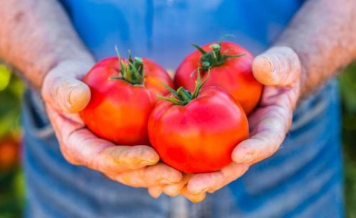 mand der holder tre store tomater i sine hænder