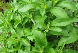 Stevia plant.