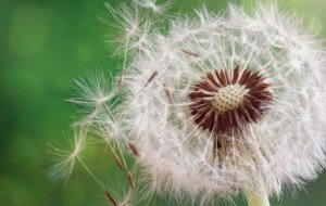 Dandelion releasing pollen which makes allergies affect you