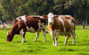 Cattle in a farm