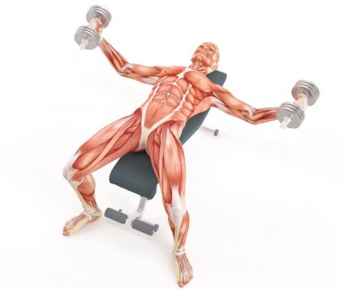 Exercises for swimmers chest press