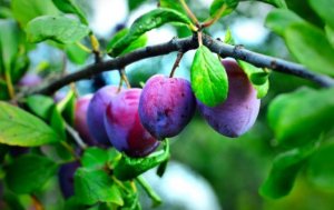 Plums in a tree