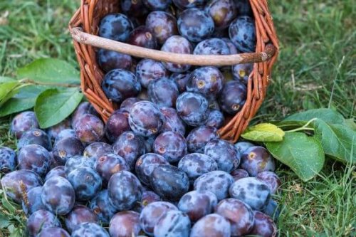 The Properties And Benefits Of Plums For Your Diet