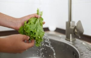 What are The Different Types of Lettuce?