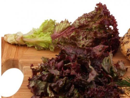 The red coral lettuce is bitter and delicious