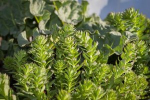 Using Rhodiola Rosea as an Adaptogen for Sports