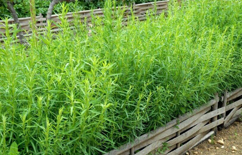 Tarragon farm