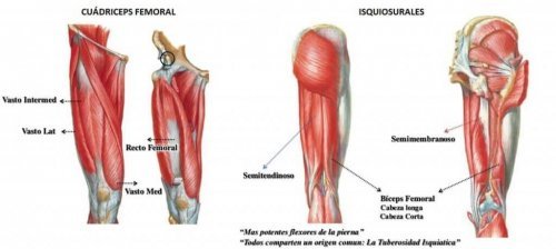 The quadriceps is made up of four muscles.