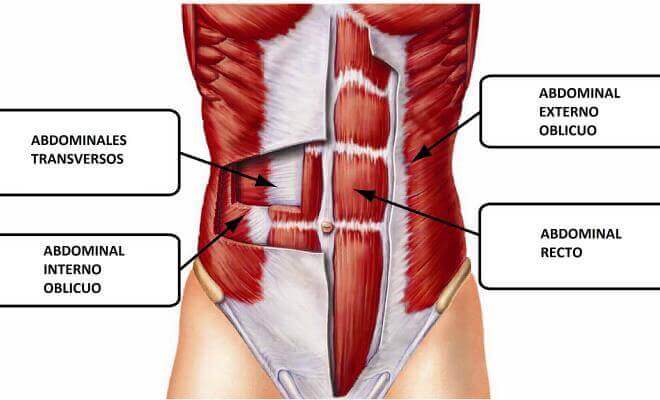Abdominal muscles