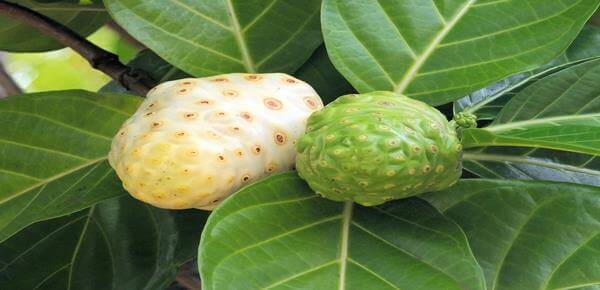 Noni plant