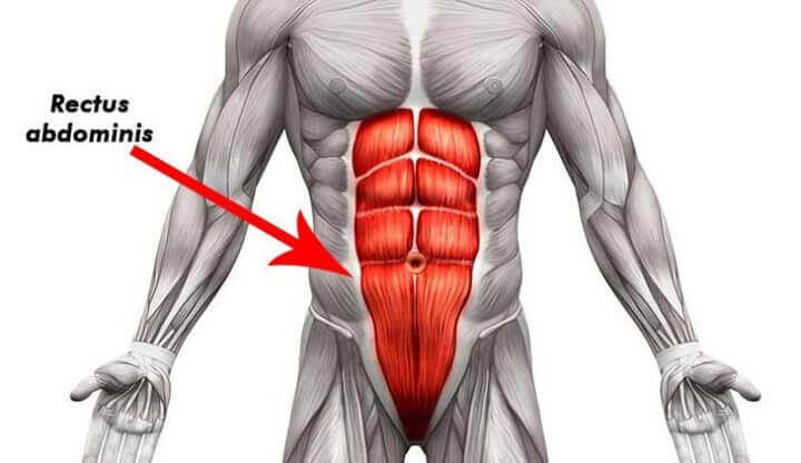 Rectus abdominis