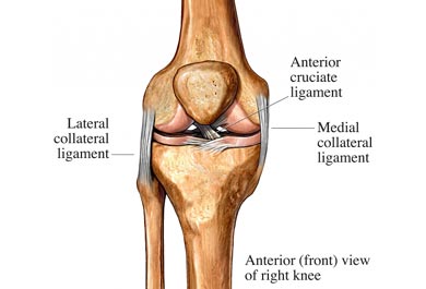 Lateral knee ligaments