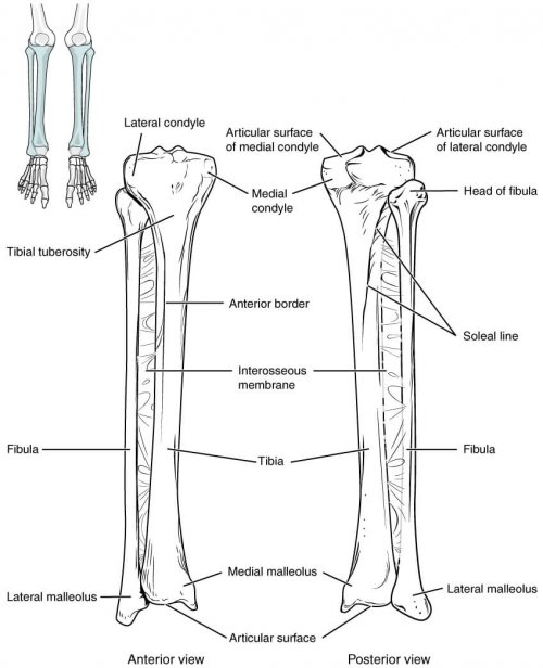 Anatomy of bones involved in ankle fracture