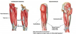 muscle structure of the hamstrings